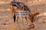 开云体育:惊险一役！欧洲预选赛中发生了令人措手不及的情况
